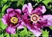 Rockii Peony: JIU ZHOU LAN